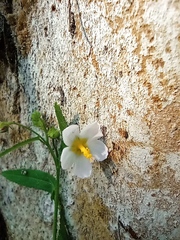 Kosteletzkya depressa