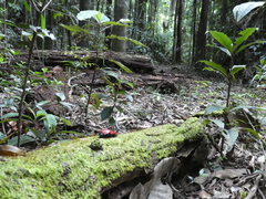 Calodema plebeia