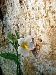 Kosteletzkya depressa