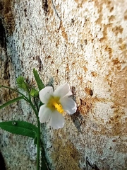 Kosteletzkya depressa