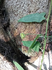 Kosteletzkya depressa