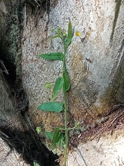 Kosteletzkya depressa