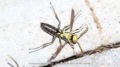 Polistes snelleni