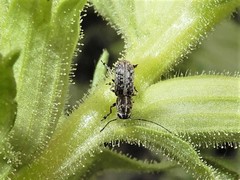 Euciodes suturalis