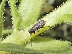 Euciodes suturalis