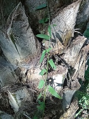 Kosteletzkya depressa