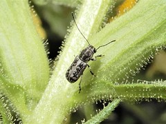 Euciodes suturalis