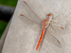 Crocothemis divisa