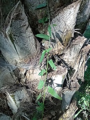 Kosteletzkya depressa