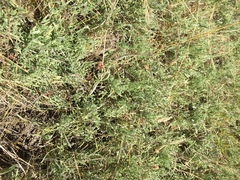 Calocephalus lacteus