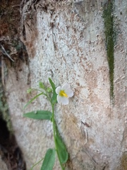 Kosteletzkya depressa