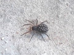 Paratrochosina amica