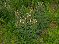 Clerodendrum ternatum image