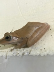 Polypedates megacephalus