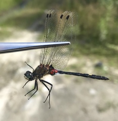Leucorrhinia orientalis