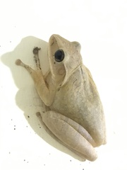 Polypedates megacephalus