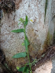 Kosteletzkya depressa