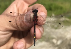 Leucorrhinia orientalis
