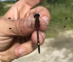 Leucorrhinia orientalis