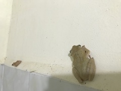 Polypedates megacephalus