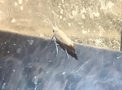 Ypsolopha unicipunctella