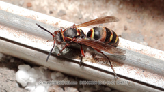 Polistes snelleni