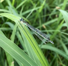 Coenagrion lanceolatum