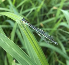 Coenagrion lanceolatum