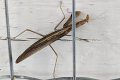 Litaneutria pacifica