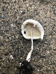 Leucocoprinus ianthinus