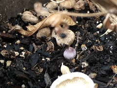 Leucocoprinus ianthinus