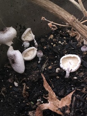 Leucocoprinus ianthinus