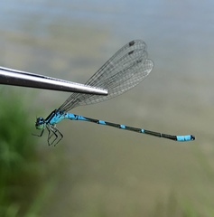 Coenagrion lanceolatum