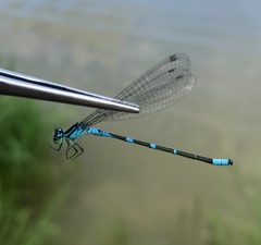 Coenagrion lanceolatum