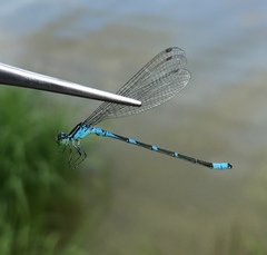 Coenagrion lanceolatum