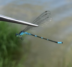 Coenagrion lanceolatum