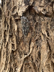 Myopsalta mackinlayi