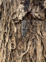 Myopsalta mackinlayi