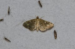 Anania coronata