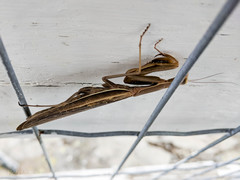 Litaneutria pacifica