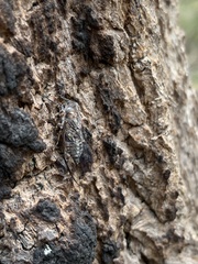 Myopsalta mackinlayi