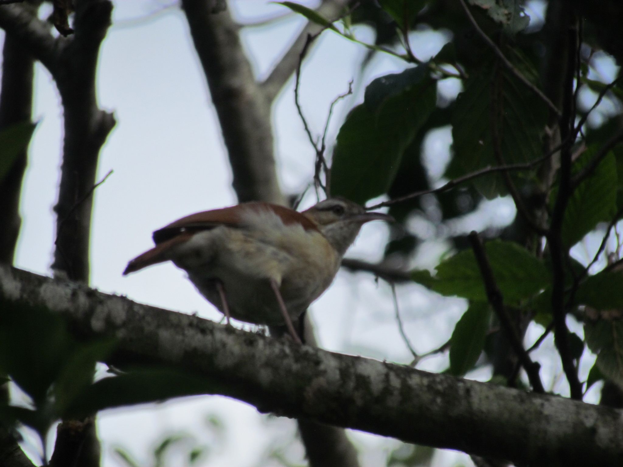 Furnarius leucopus image