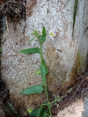 Kosteletzkya depressa