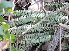 Asplenium formosum