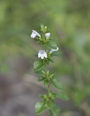 Clinopodium carolinianum