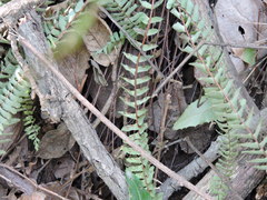Asplenium formosum