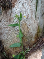 Kosteletzkya depressa