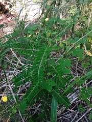 Kosteletzkya depressa