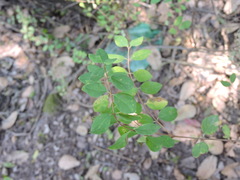 Symphoricarpos microphyllus