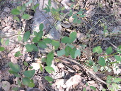 Symphoricarpos microphyllus